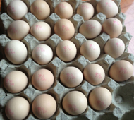 银玛标识鸡蛋喷码效果